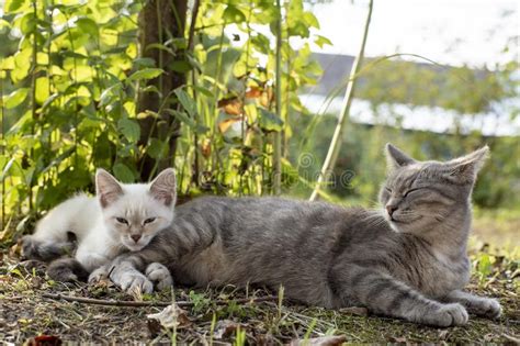 Cat Mom Snoozes Next To A Strict Blue Eyed Kitten In The Shade Of A