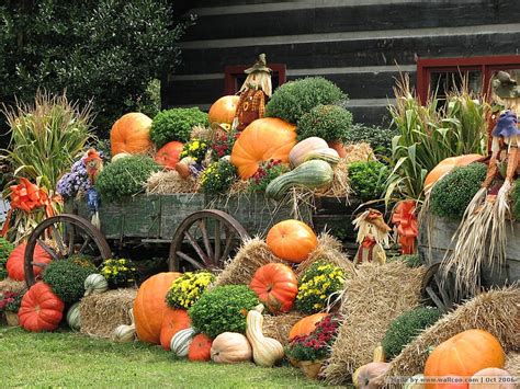 Fall Display Mums Gouds Straw Squash Pumpkins Hd Wallpaper Peakpx