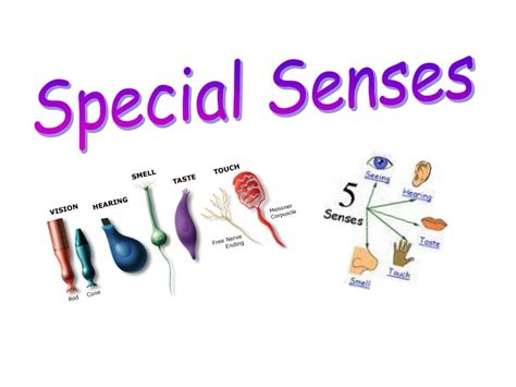 Ppt Special Senses Powerpoint Presentation Free Download Id1980593