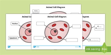 Draw A Labelled Diagram Of Animal Cell And Plant Cell Draw A Neat