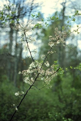 Prunus Umbellata Alleghany Or Sloe Plum Michigan Natural Features