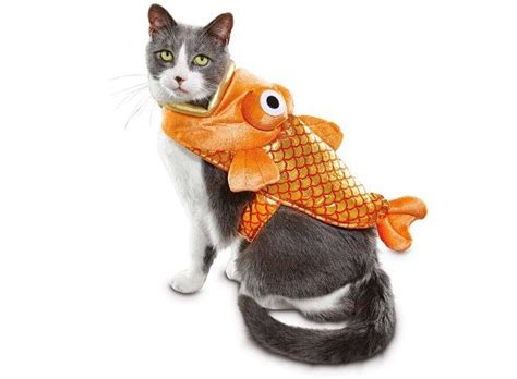 10 Hilarious Costumes For Your Cat With Images Pet