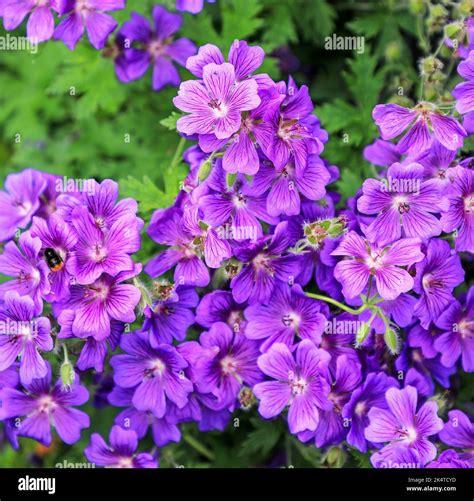 Purple Cranesbill Geranium Magnificum Rosemoor Flowers England Uk