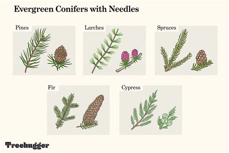 Leaves And Needles Tree Leaf Identification Leaf Identification My