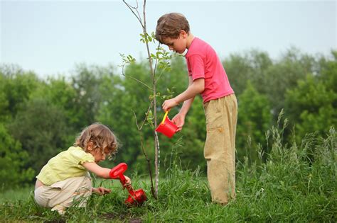 Benefits Of Planting Trees In Your Yard Backyard Fun Time For Kids