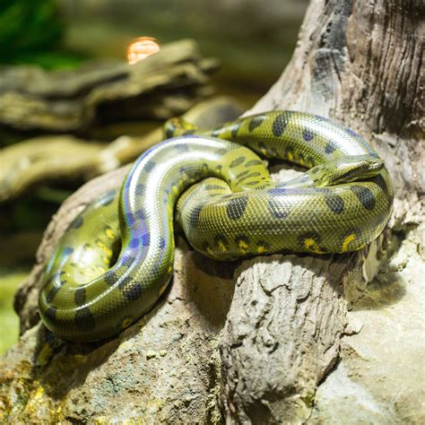 Green Anaconda Habitat Diet And Reproduction Sydney