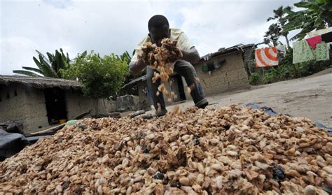 Children who work on cocoa plantations are exposed to hazards such as dangerous tools, dust, flames or smoke, chemicals, and/or physically demanding labor such as carrying heavy loads or spending. Ivory Coast's child labor behind chocolate | The World ...