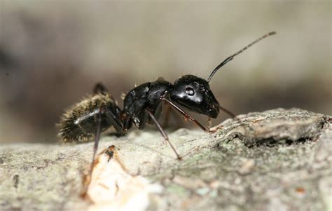 Swim Lessons How Two Land Dwelling Ant Species Paddle Through Water