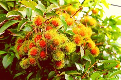 Rambutan Fruit Health Benefits And Growing Techniques Lean Agro