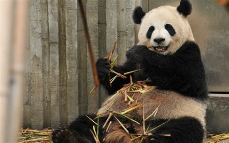 How Does China Own All Pandas
