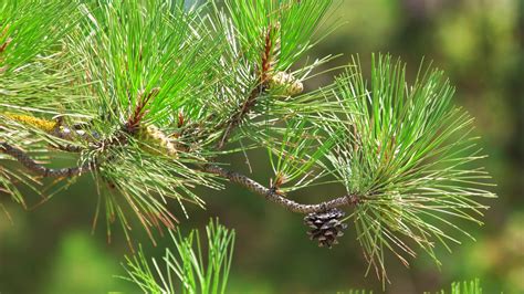 Close Up Of Pine Tree Branch Pitch Pine Stock Footage Sbv 325101569