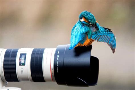 Bird Hanging Out On A Camera Lens Amazing Animal Pictures Bird