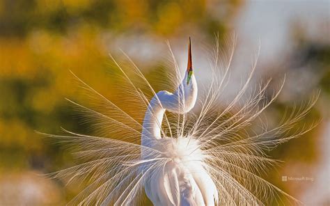 A Great Egret In Everglades National Park Florida Bing Wallpapers