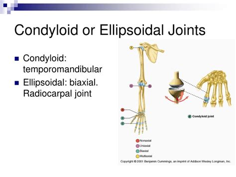 Ppt Articulations Powerpoint Presentation Free Download Id311247