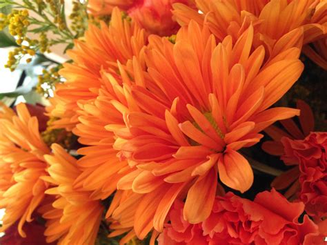 무료 이미지 가을 꽃잎 여름 주황색 화려한 달리아 복숭아 선명한 꽃 피는 식물 데이지 가족 꽃을 자르다
