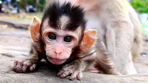 Super Cute Baby Monkey So Adorable Newborn Monkey Youtube
