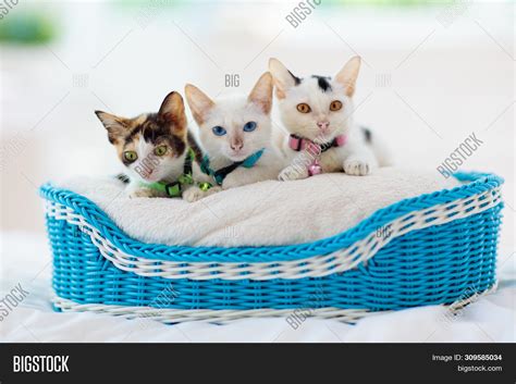 Kittens Basket Baby Image And Photo Free Trial Bigstock