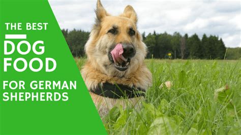 It's easily one of many premier dog food brands available on the marketplace. Best Dog Foods for German Shepherds (& Puppies): 5 TOP ...