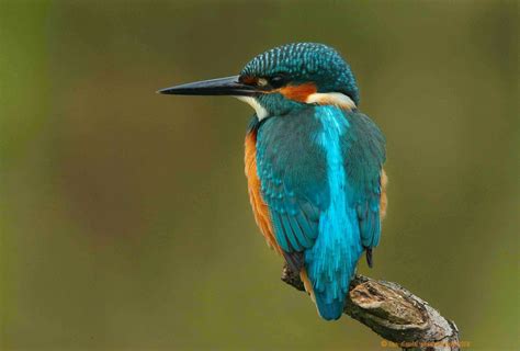 270 Kingfisher Hd Wallpapers Background Images