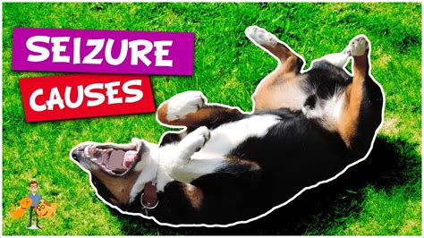 What Causes Seizures In Dogs Top 5 Causes Of Dog Seizures Youtube
