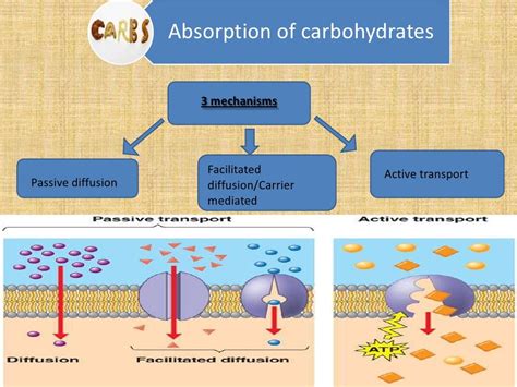 Digestion And Absorption Of Carbohydrates