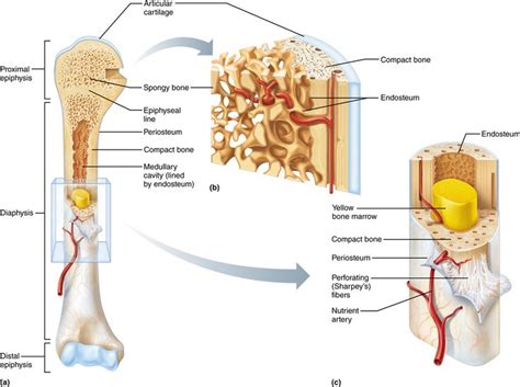 64 The Gross Structure Of All Bones Consists Of Compact Bone