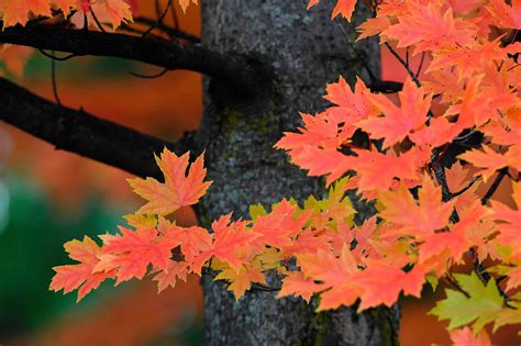 Redpointe Maple Vs Autumn Blaze Maple Tree Qual è La Differenza