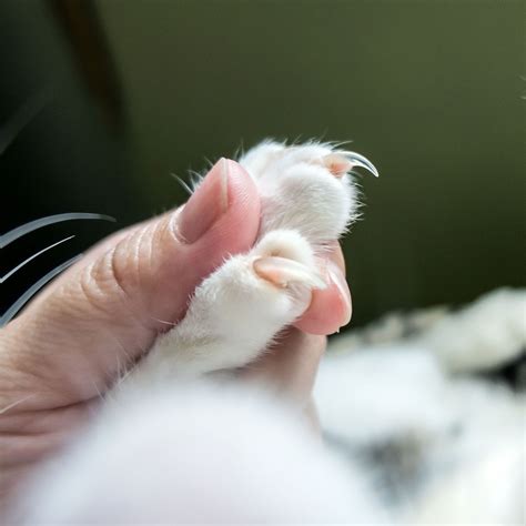 How To Trim Your Cats Nails Pro Tips For Making The Process Easy