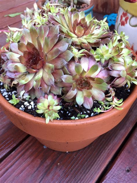 Hens And Chicks Succulents Hens And Chicks Succulents Gardens Creative Plants Outdoor