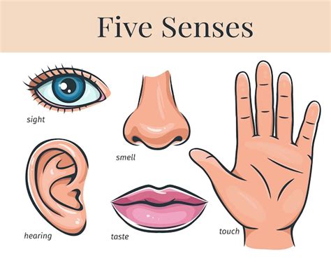Cinco Sentidos Humanos Tacto Olfato Oído Visión Gusto Labio Oído