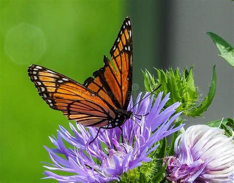 Monarch Butterfly On Purple Flower Stock Photo Image Of Insect