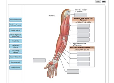 Diagram of the muscles of the arm in action. Diagram Of The Muscles In The Forearm / Arm Definition ...