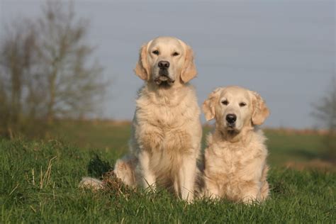 Golden Retriever Heat Cycles Explained Thehappygolden