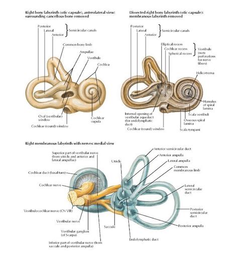 Cochlear Aqueduct Astralprojection