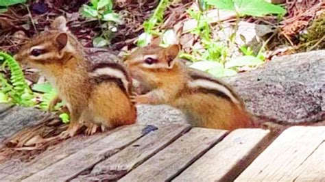 껴안으며 장난치는 심쿵 ️아기 다람쥐들 Adorable Baby Chipmunks Hugging And Playing