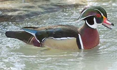 North American Wood Duck Franklin Park Zoo