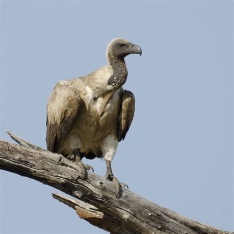 African White Backed Vulture By Ian Kate Bruce S Wildlife