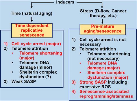 Time Dependent Replicative Senescence Vs Stress Induced Premature