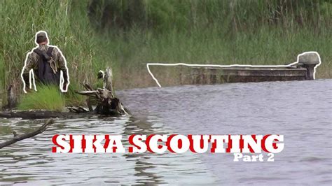 Public Land Sika Deer Scouting Pt2 Scouting The Marsh With A