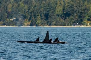 Transient Orca Whale Seattle Orca Whale Watching