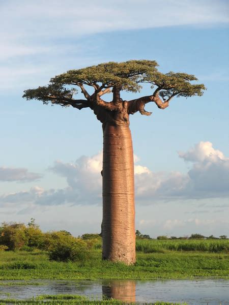 strange facts adansonia baobab tree
