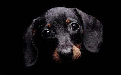 Black Puppy Wallpapers Wallpaper Cave