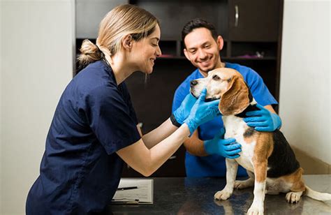 Common Dog Surgical Procedures And What They Mean Zoetis Petcare