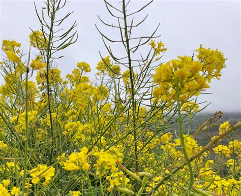 Wild Mustard Identification Foraging For Common Edible Weeds — Good