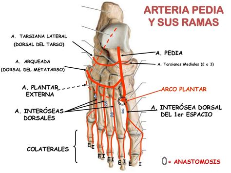 Arterias Del Pie Grupo Atlas Anatomia Humana