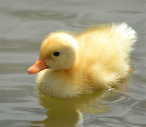 Thea Photography Fluffy Duck