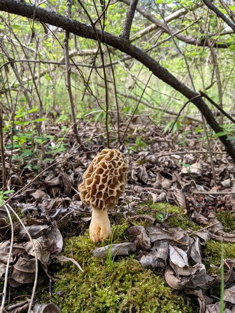 Morel Mushroom Hunting In Southeast Kansas