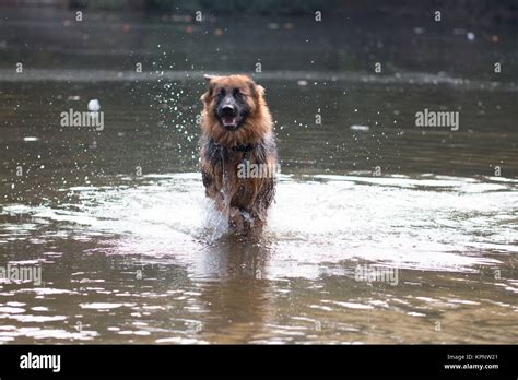 Dog German Shepherd Running In Water Stock Photo Alamy