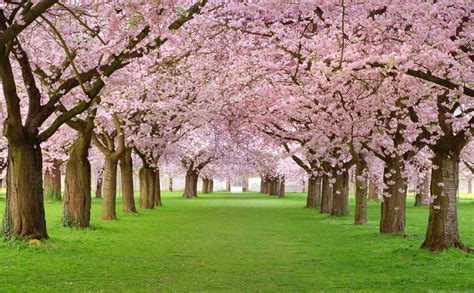 Japanese Cherry Blossom Wallpaper K Polamu Cuy