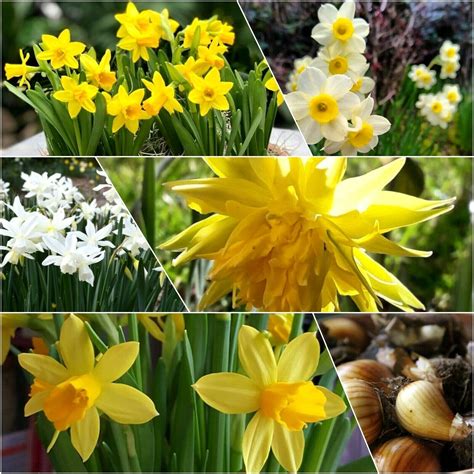 Mixed Dwarf Daffodil Bulbs Hardy Flowering Garden Plants For Borders Or